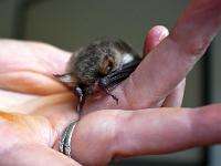 dsc 1039-adjust-contrast-cut k8pr8ji7 1