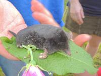 mainau 09.07.2013 077 : mainau 09.07.2013
